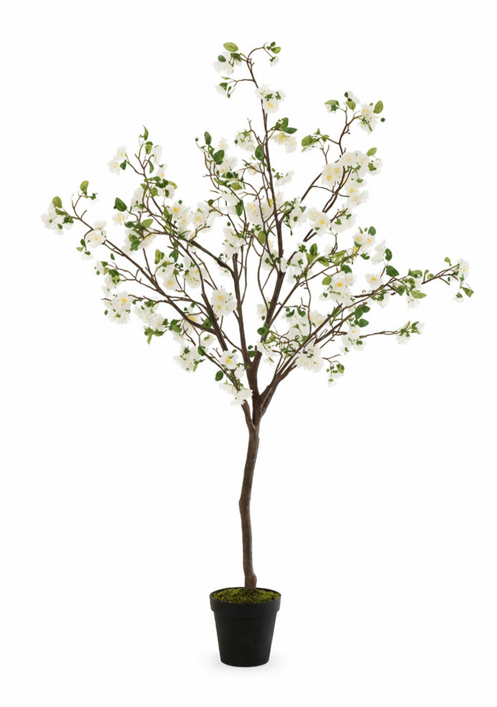 BLOSSOMTREE PLASTIC WHITE/BROWN  LARGE