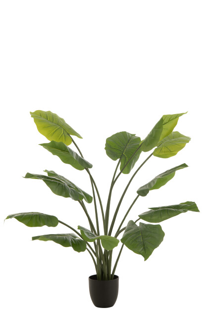 TARO WILD IN POT PLASTIC GREEN